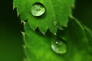 Green leaves in springtime with droplets of morning dew Green leaves in springtime with droplets of morning dew